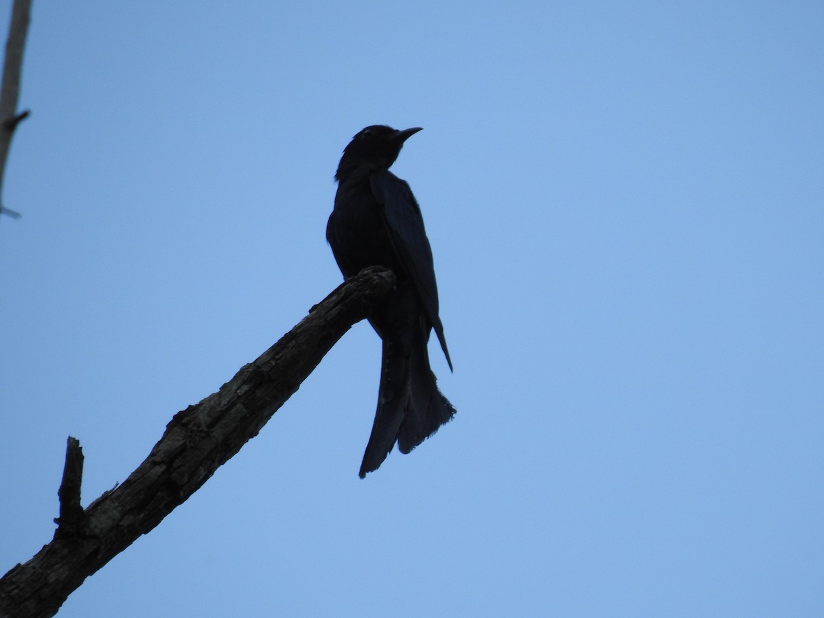 Square-tailed Drongo-Cuckoo - ML31595331