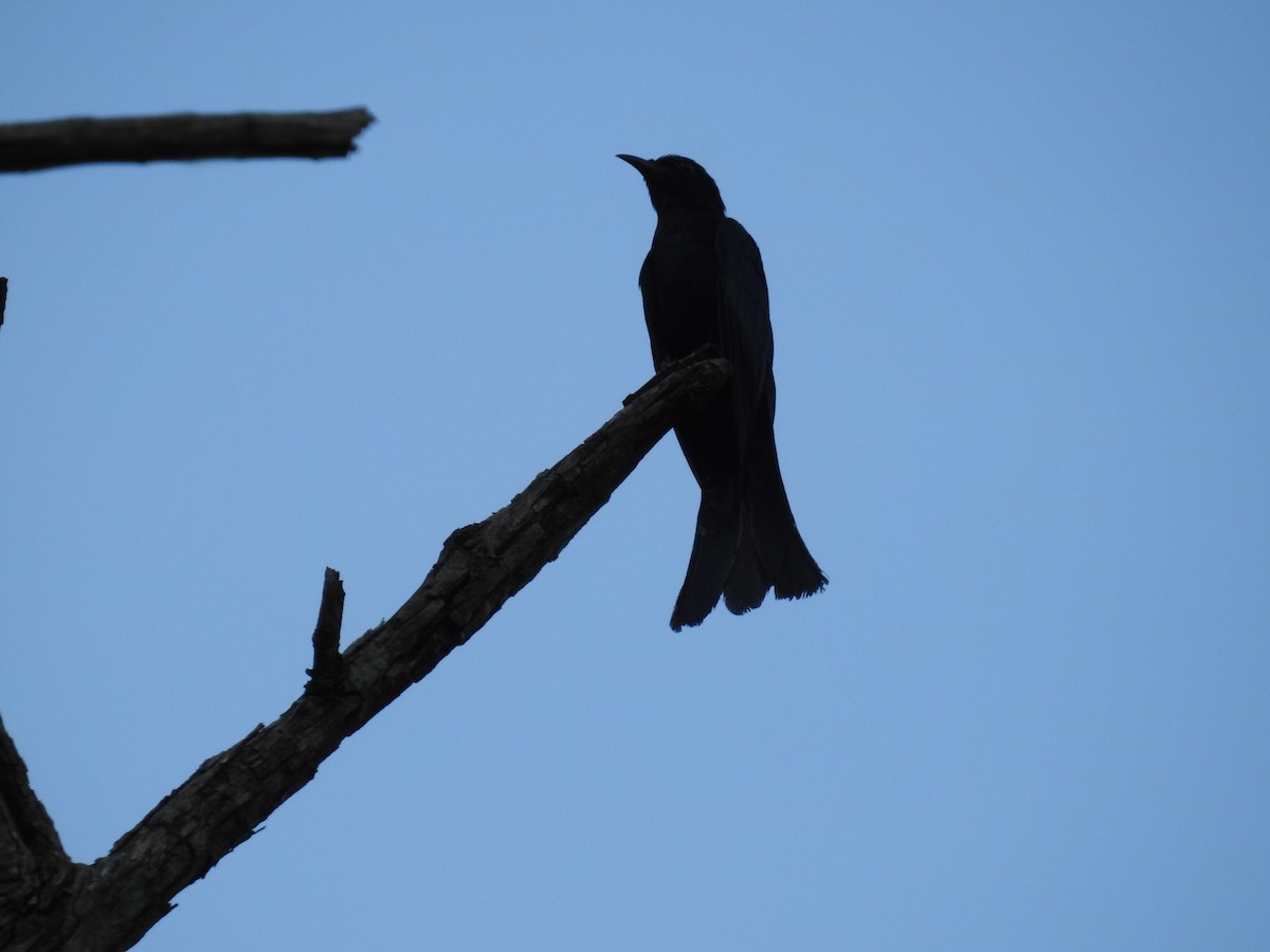 Square-tailed Drongo-Cuckoo - ML31595341