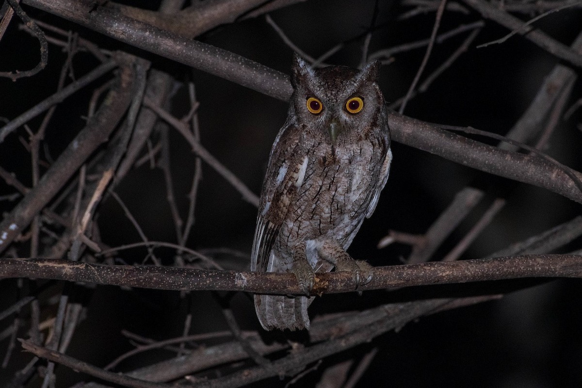 Pacific Screech-Owl (cooperi) - Antonio Robles