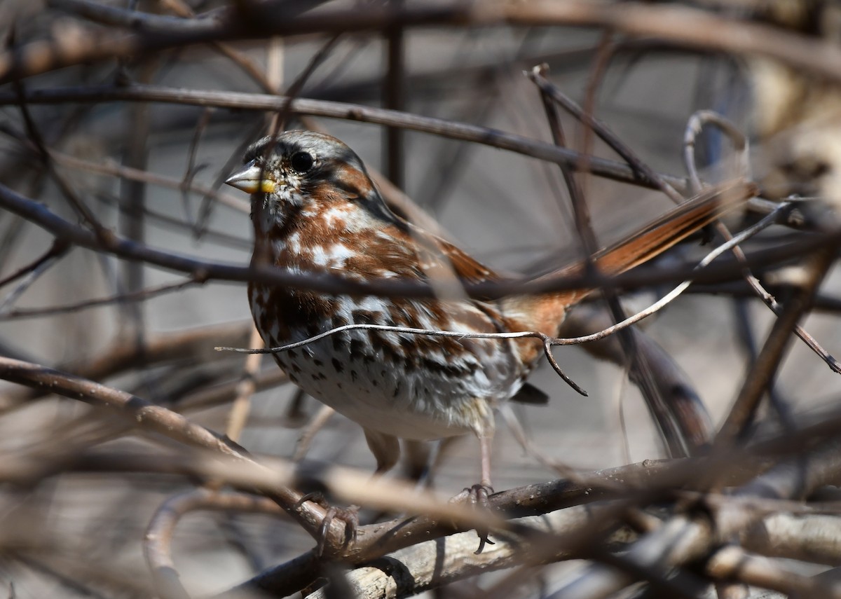 Fox Sparrow - ML315954841