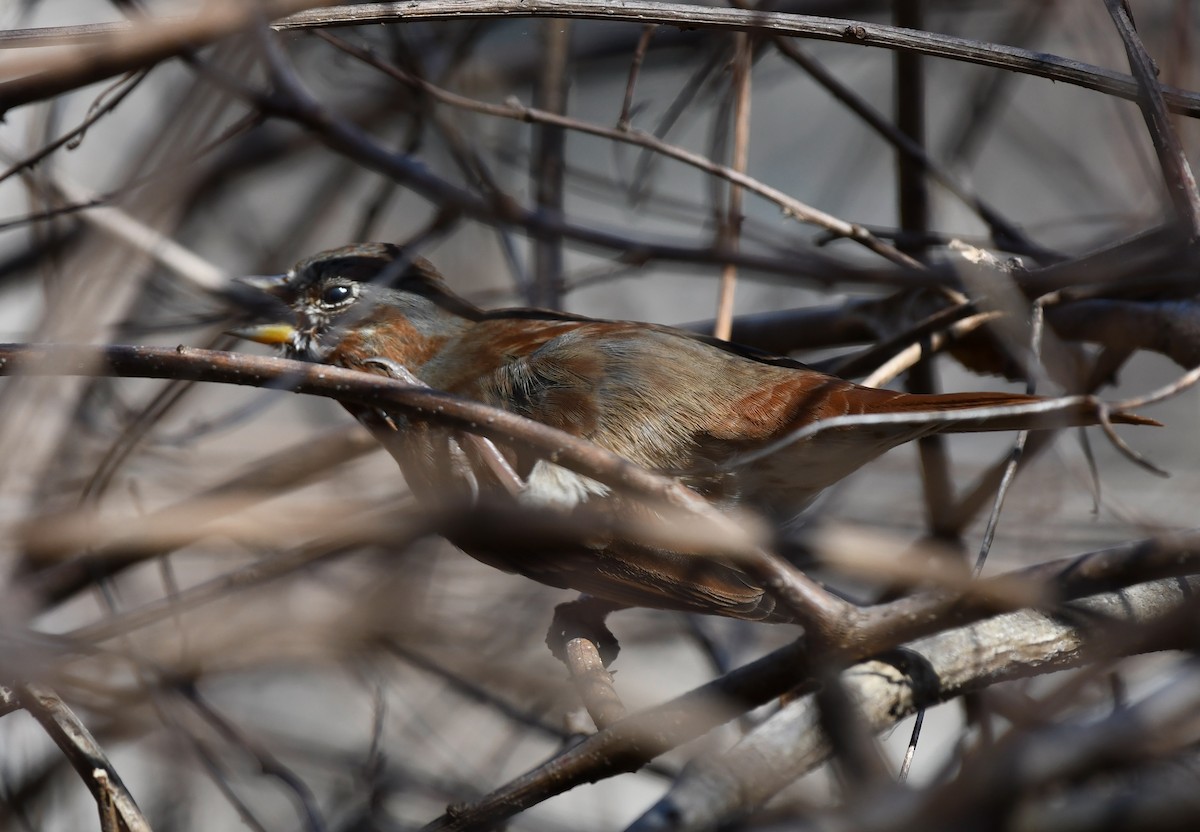 Fox Sparrow - ML315954851