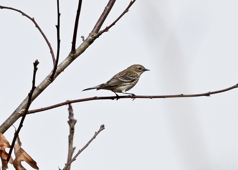 Yellow-rumped Warbler - ML315956841