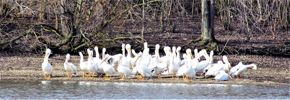 American White Pelican - ML315956921