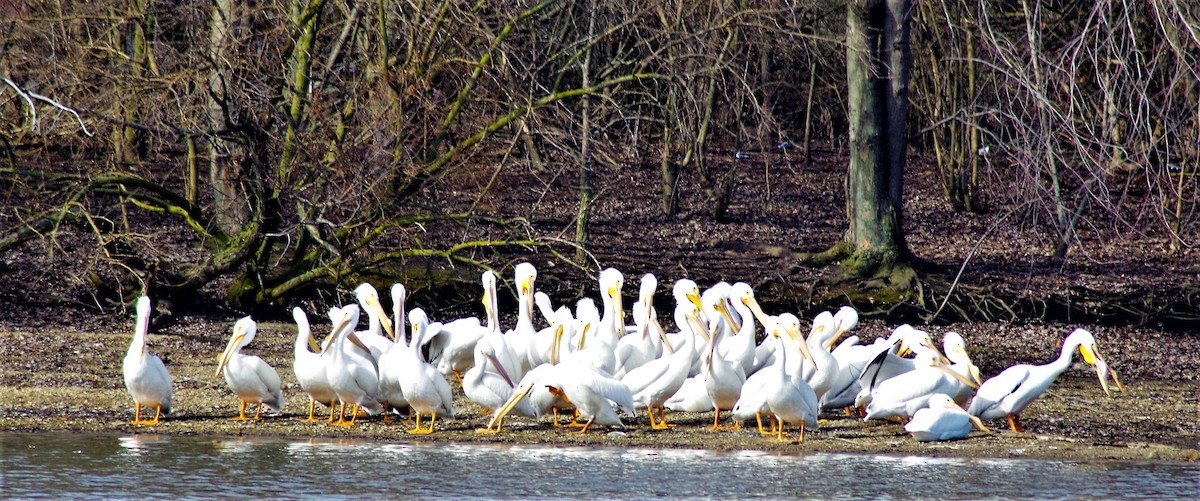 American White Pelican - ML315956931