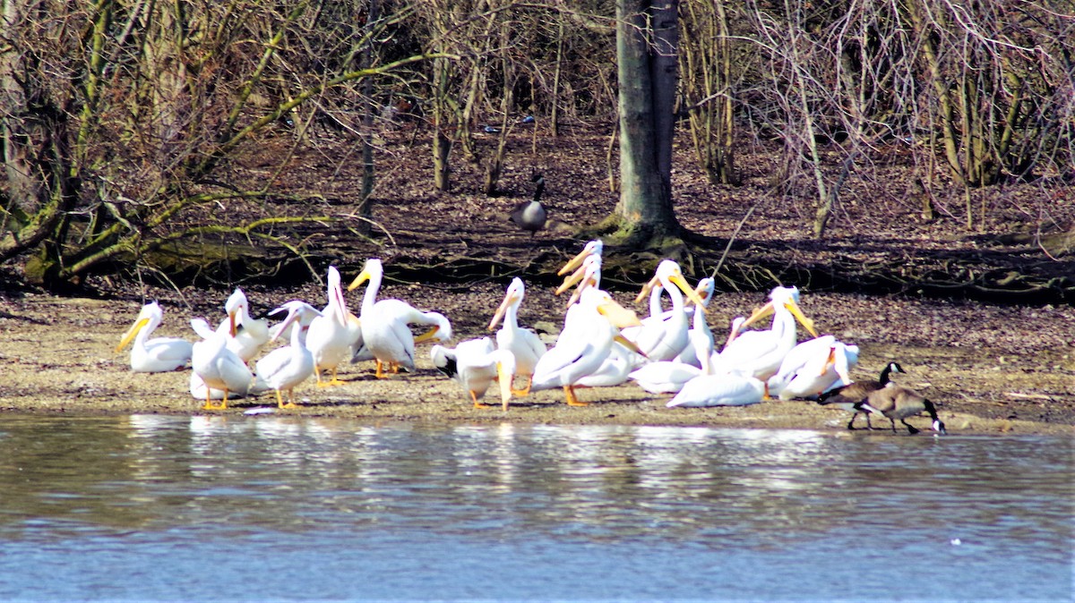 American White Pelican - ML315956941
