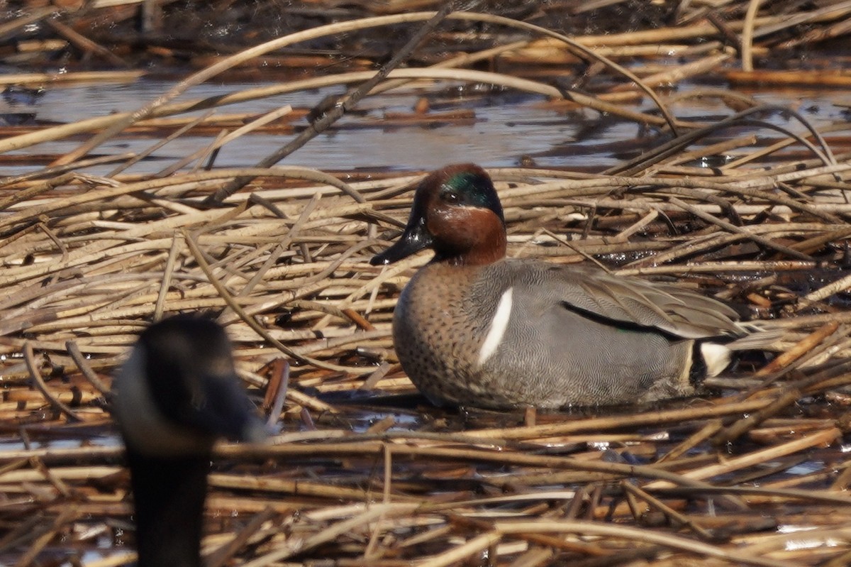 Green-winged Teal - ML315958771
