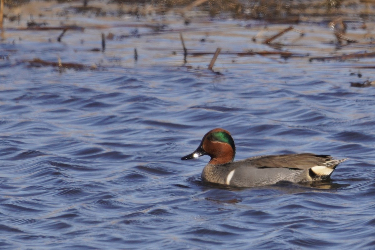 Green-winged Teal - ML315958781