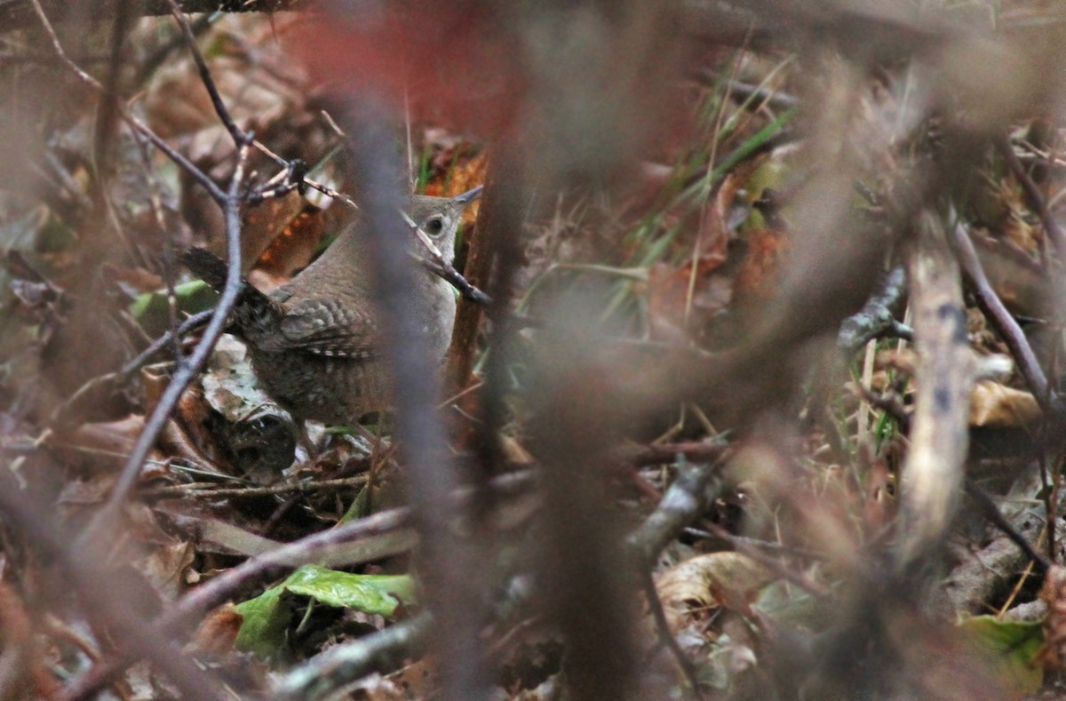 House Wren - ML315960281