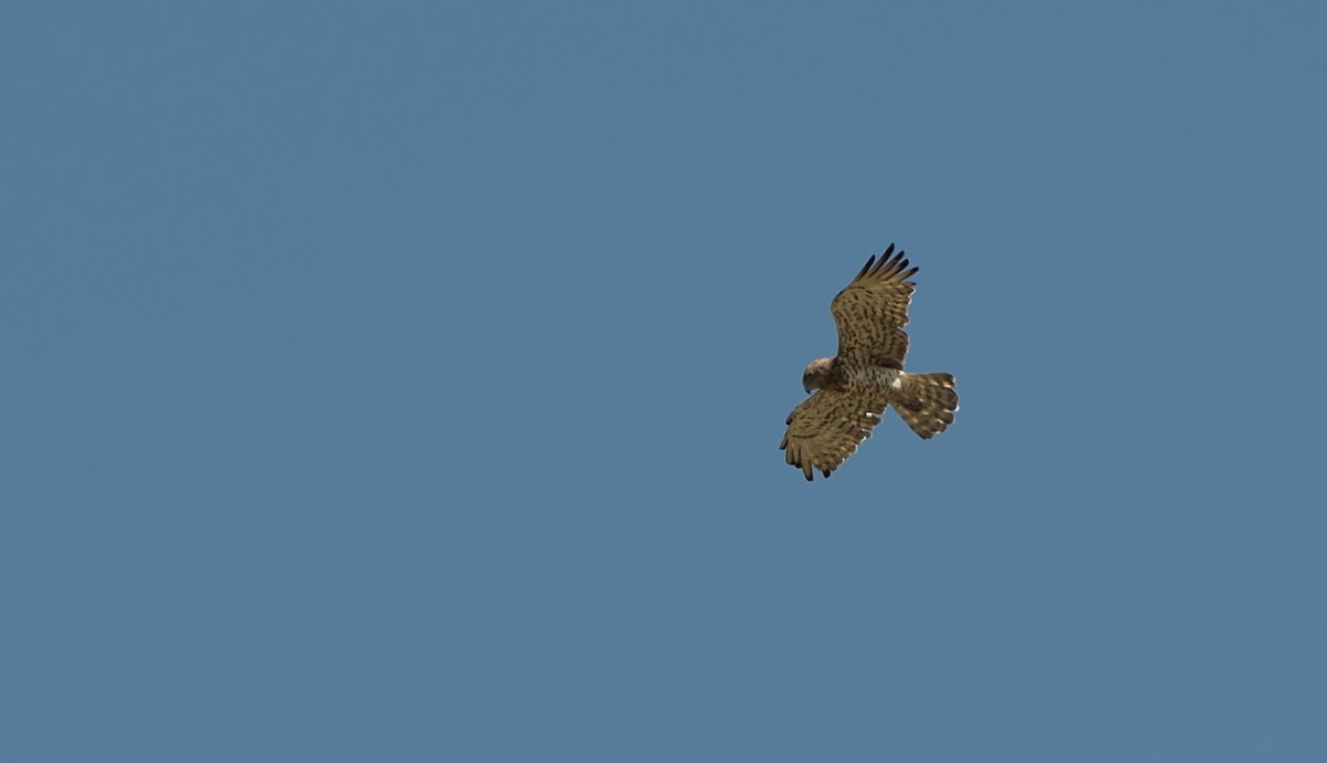 Short-toed Snake-Eagle - behzad rad