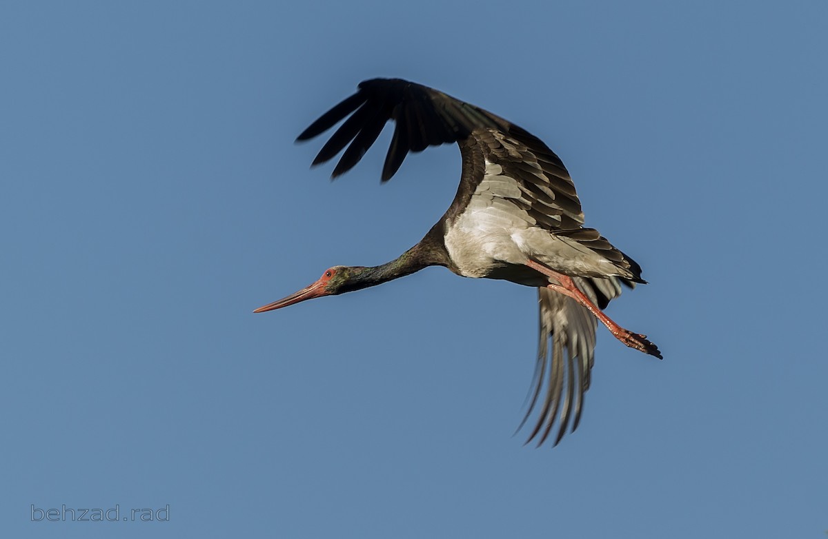 Black Stork - ML31596111