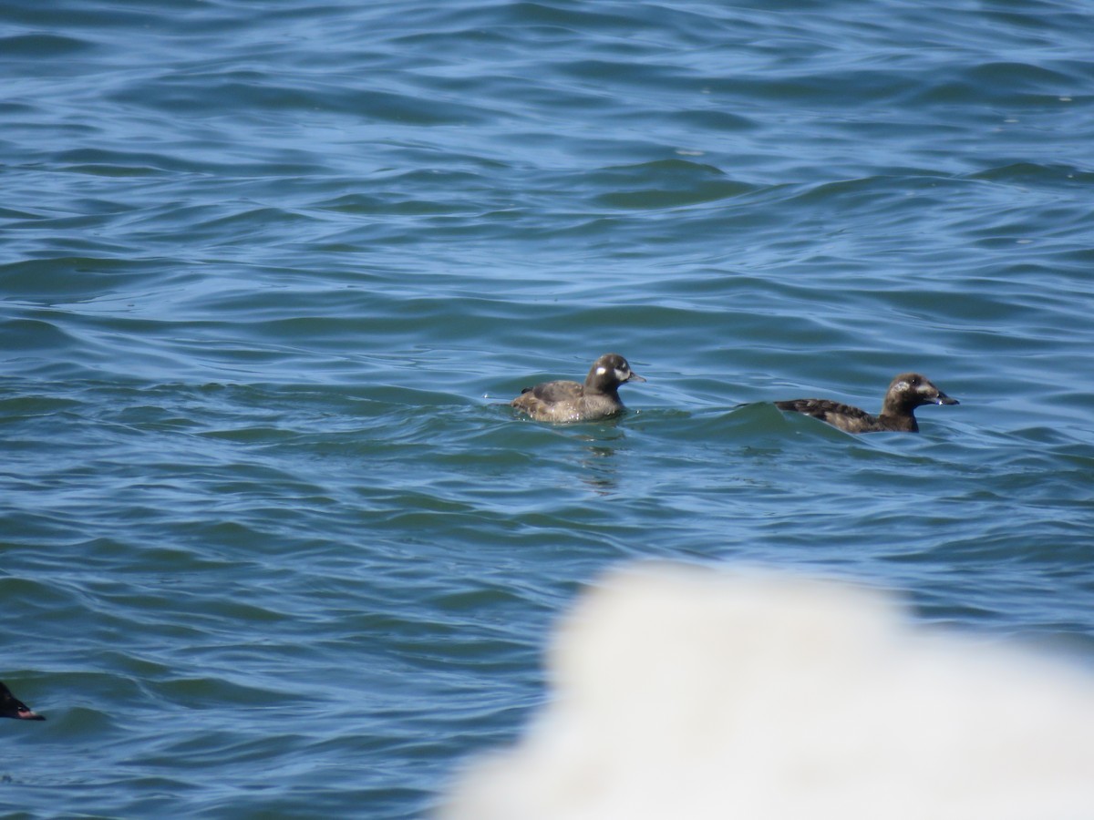 Harlequin Duck - ML315961281