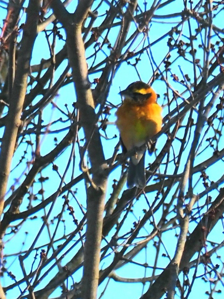 Black-headed Grosbeak - ML315961291