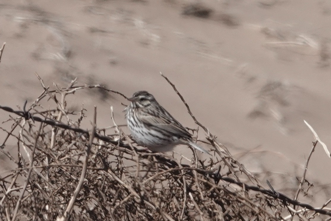 Savannah Sparrow - ML315961831