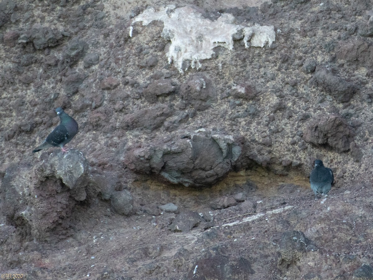 Rock Pigeon (Feral Pigeon) - ML315961901