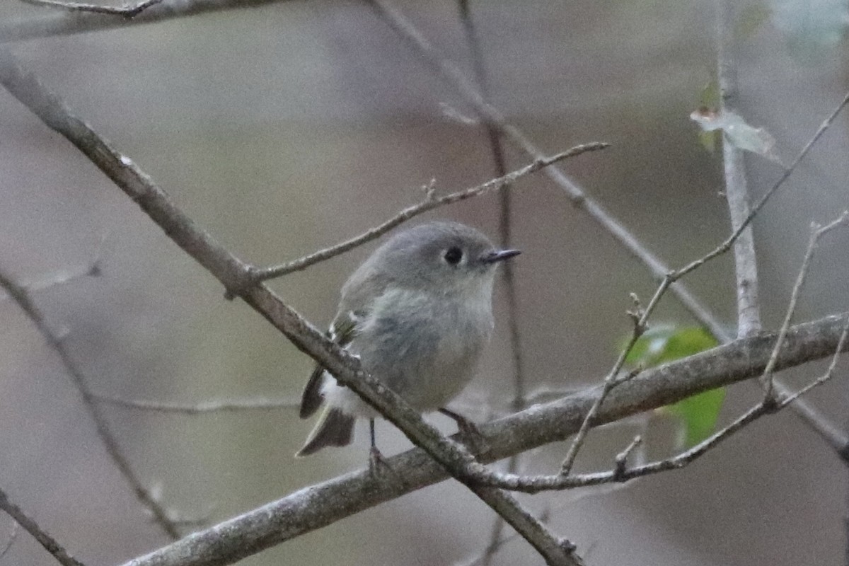 Ruby-crowned Kinglet - Kelly Krechmer