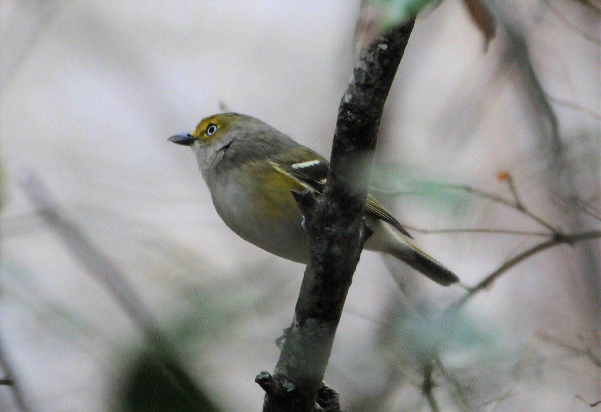 White-eyed Vireo - ML315964301