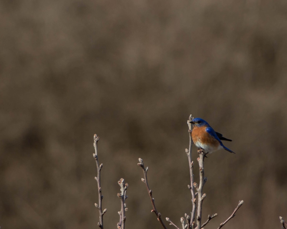 Eastern Bluebird - ML315964981