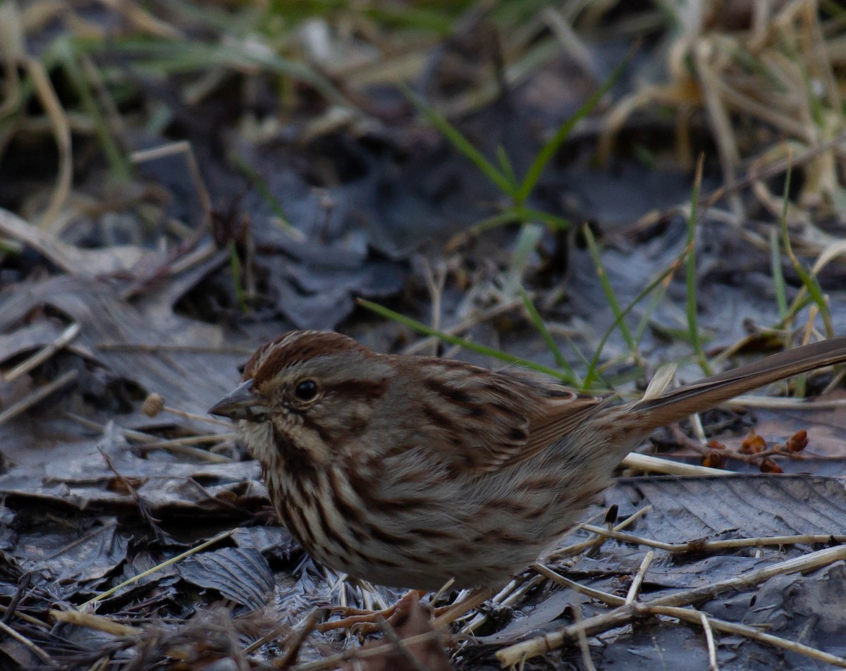 Song Sparrow - luke thies