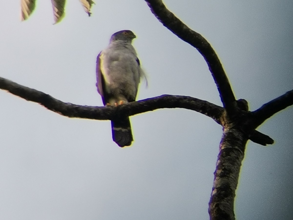 Bicolored Hawk - ALFREDO ZÚÑIGA M.