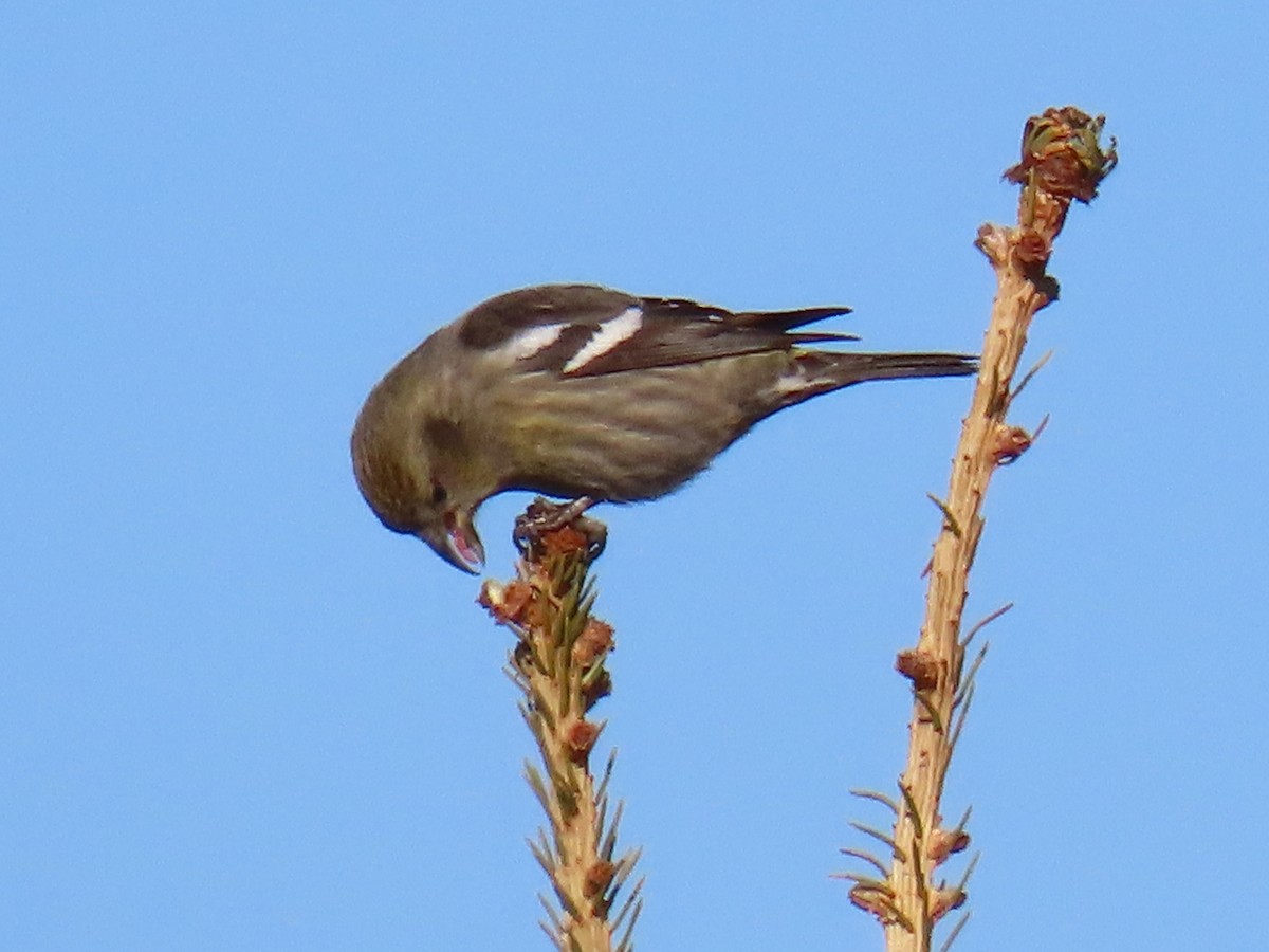 White-winged Crossbill - Jim Frank