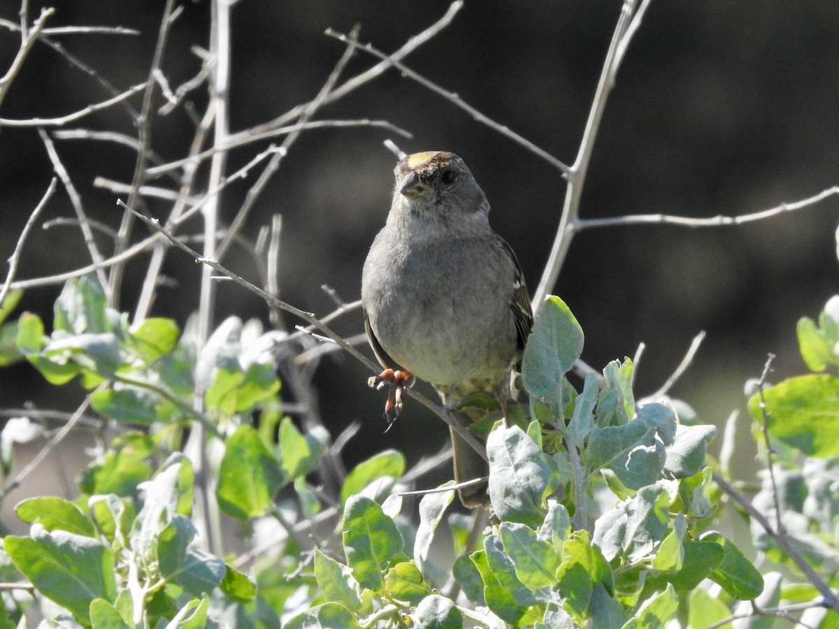 Golden-crowned Sparrow - Andy Kleinhesselink