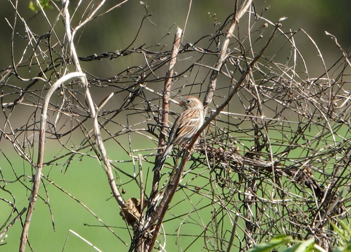 Field Sparrow - ML315967671