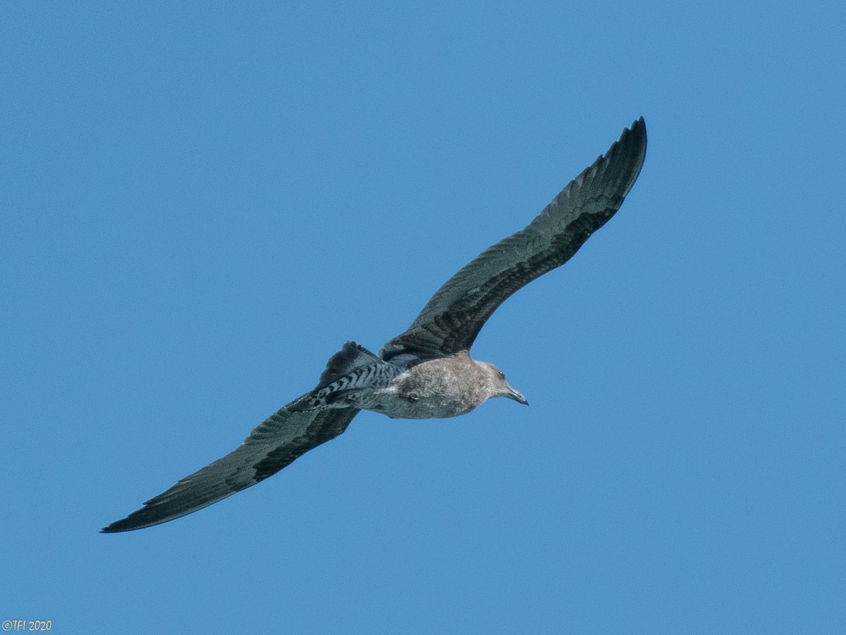 Kelp Gull - ML315968501