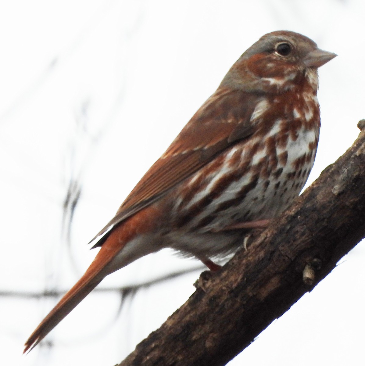 Fox Sparrow - ML315969871