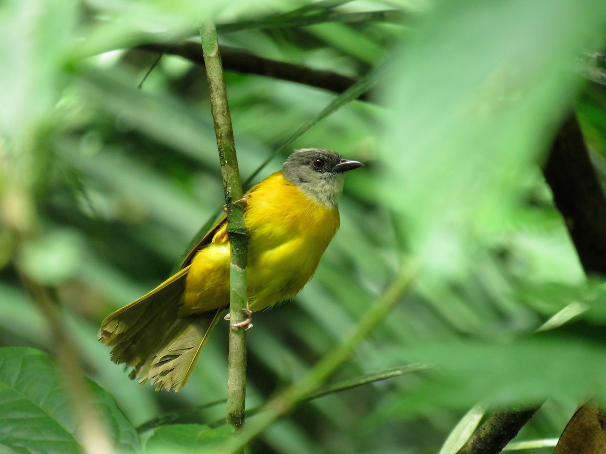 Gray-headed Tanager - ML31597211