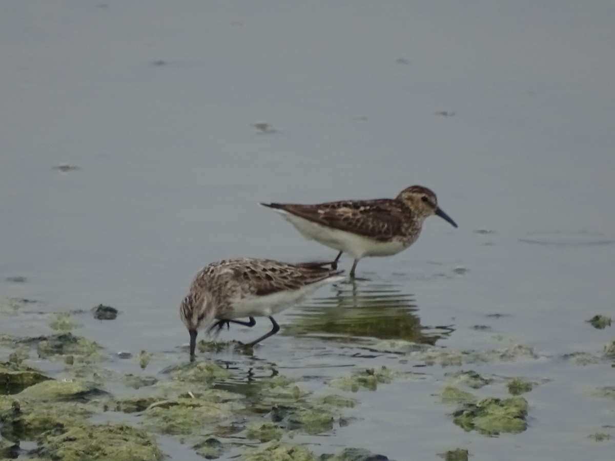 Least Sandpiper - Jennifer Reck