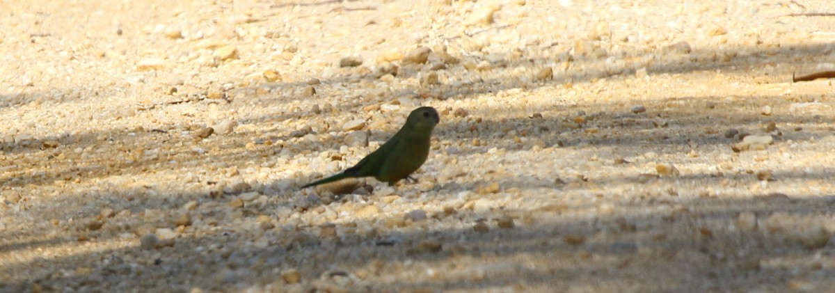 Turquoise Parrot - ML315973201