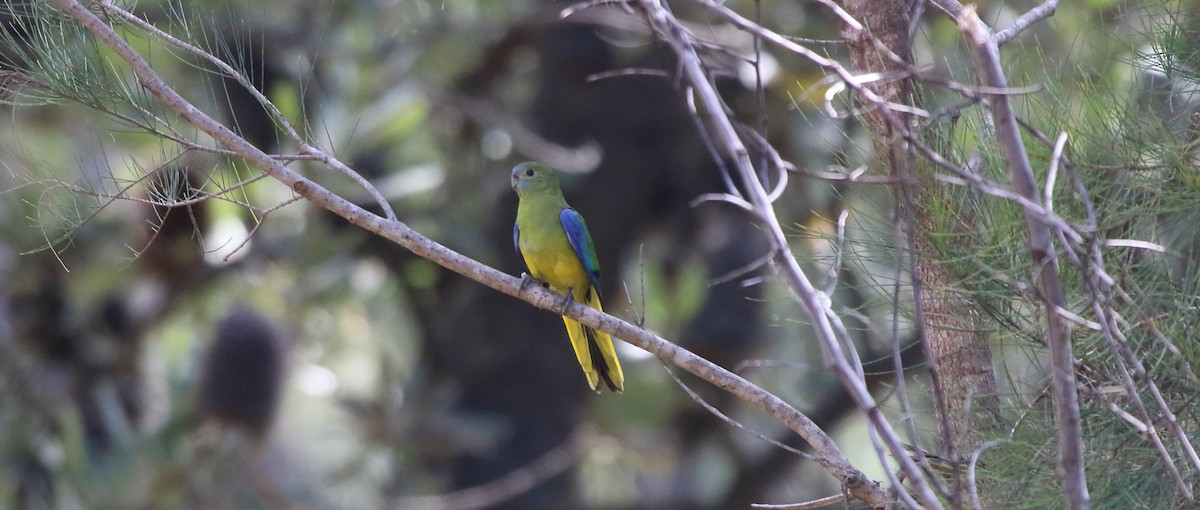 Turquoise Parrot - ML315973211