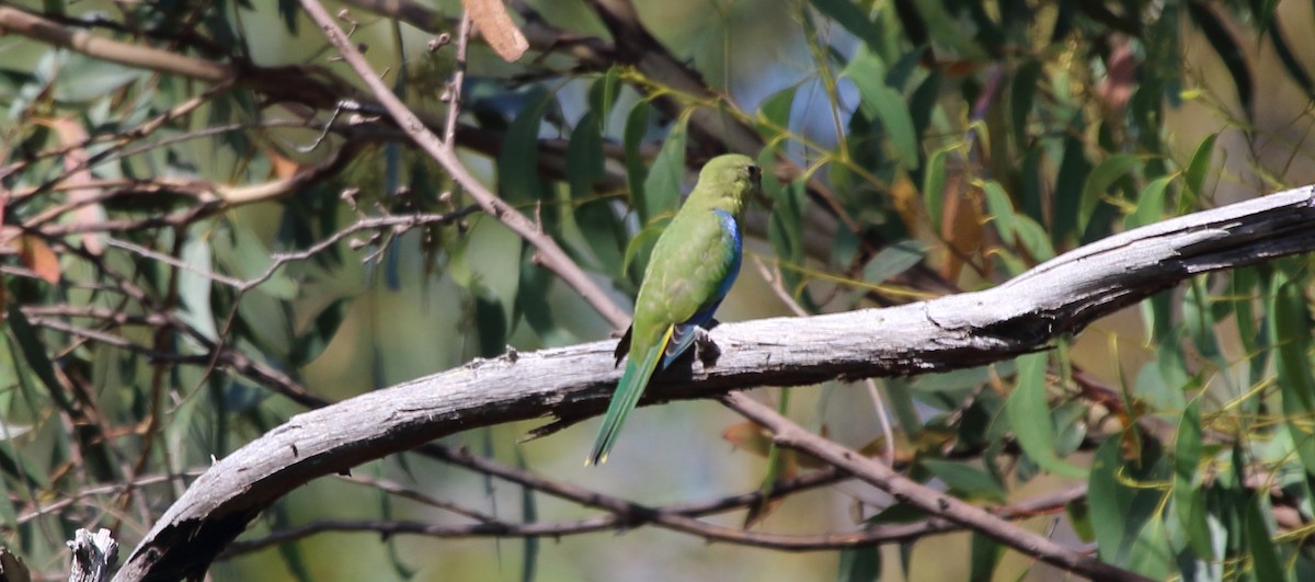 Turquoise Parrot - ML315973221