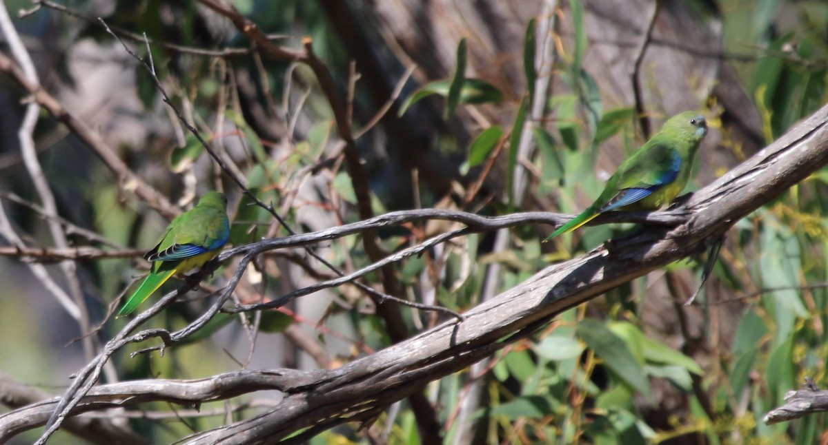 Turquoise Parrot - ML315973231