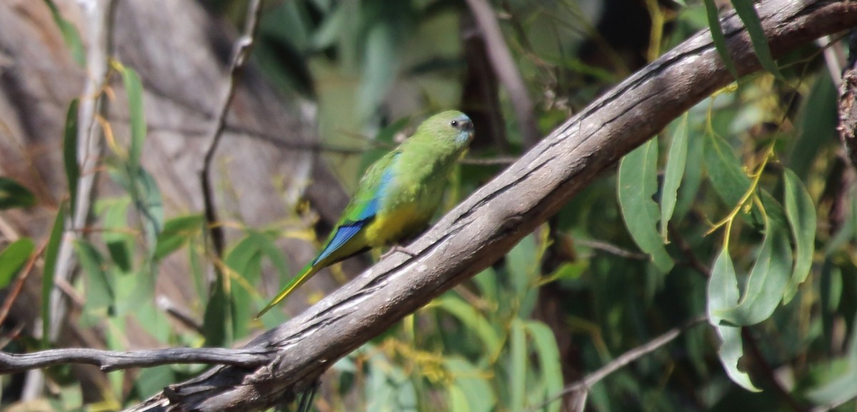 Turquoise Parrot - ML315973261