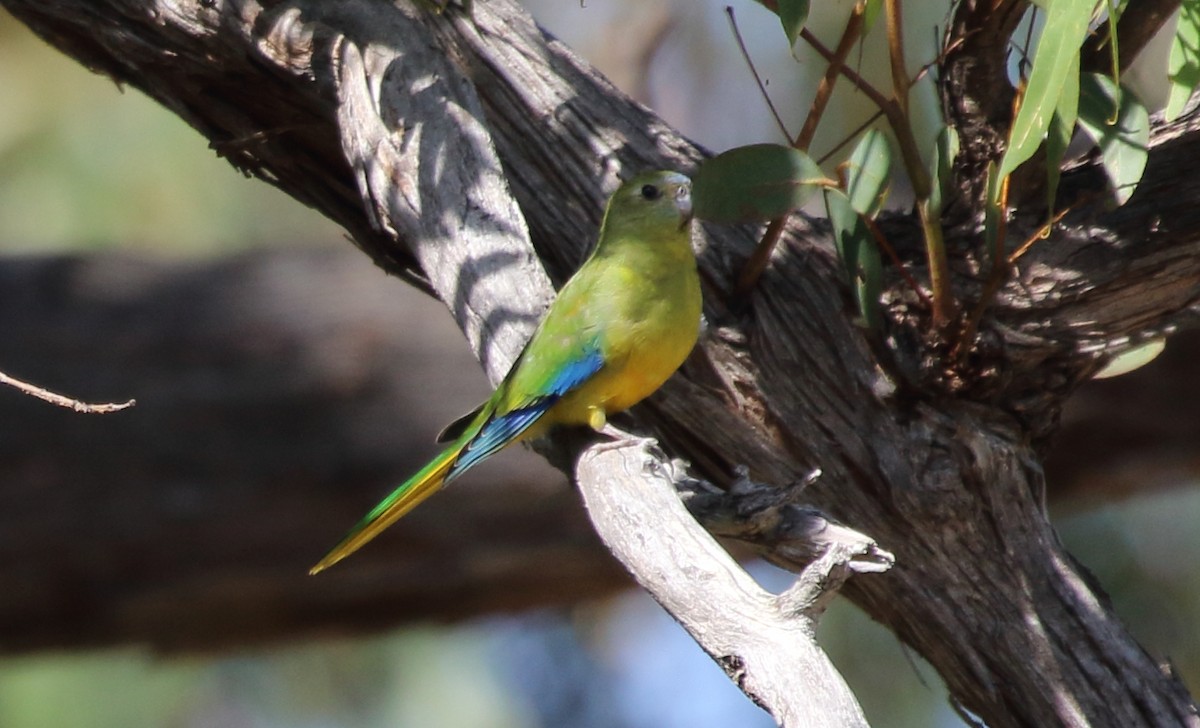 Turquoise Parrot - ML315973281