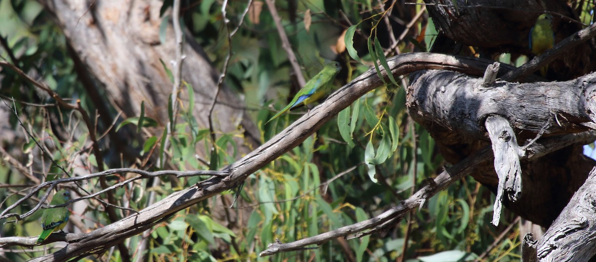 Turquoise Parrot - ML315973301