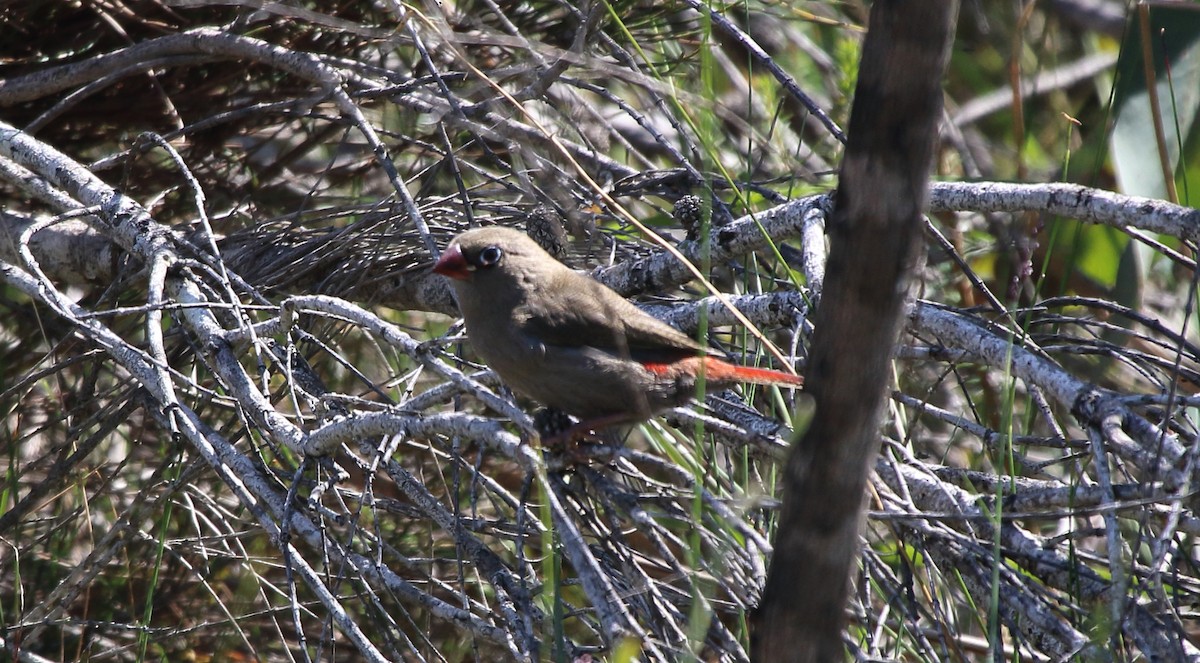 Beautiful Firetail - ML315973481