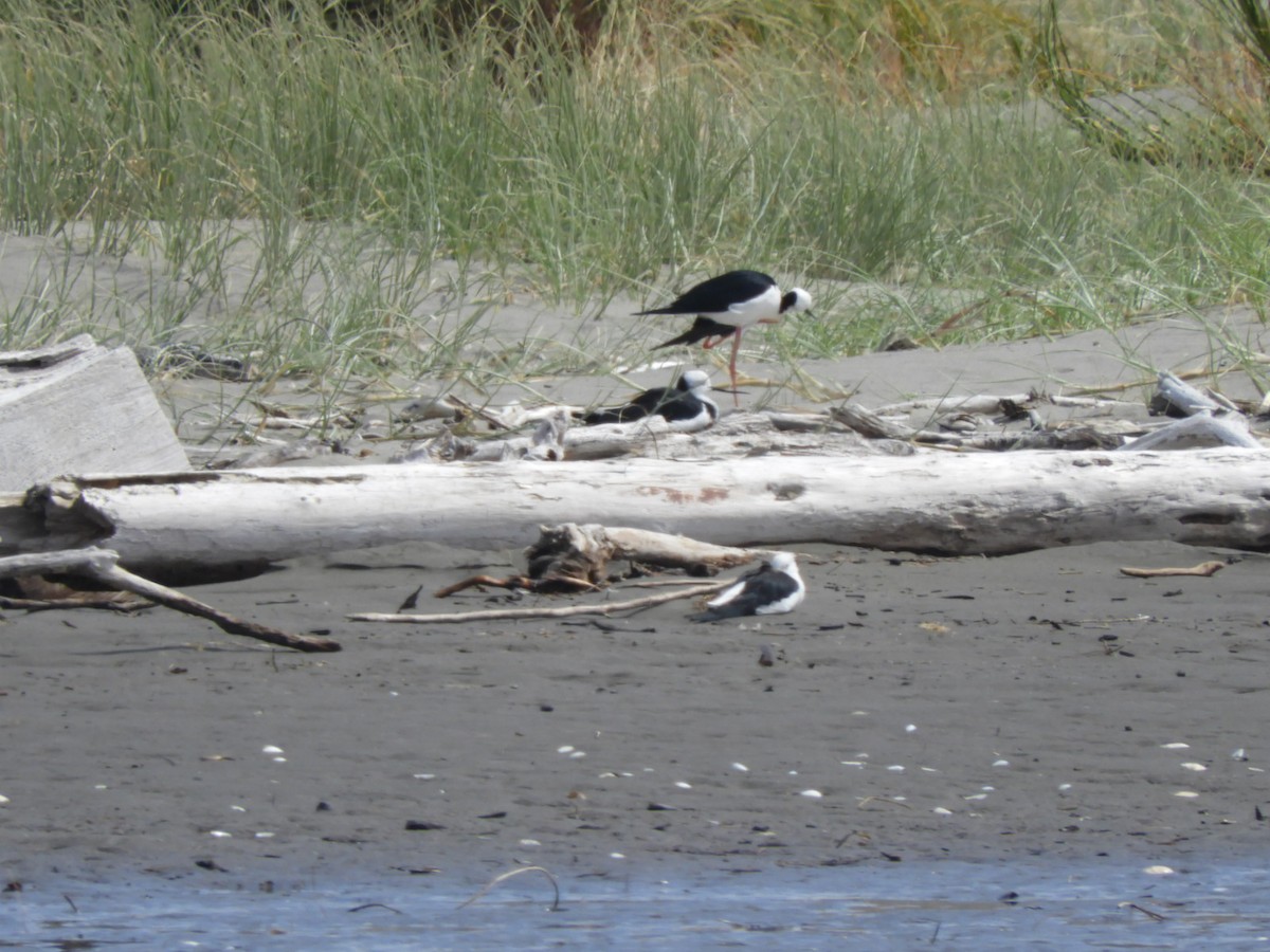 Pied Stilt - ML315974451