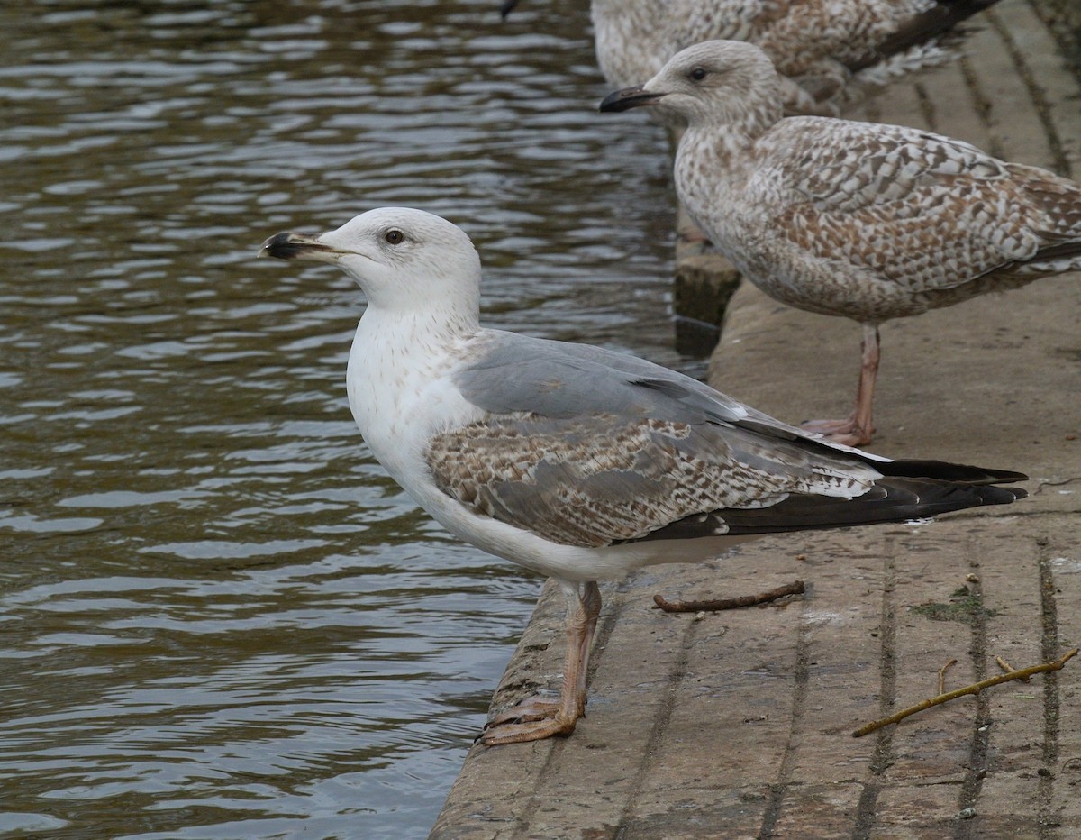 雑種 ヨーロッパセグロカモメ x ニシセグロカモメ - eBird