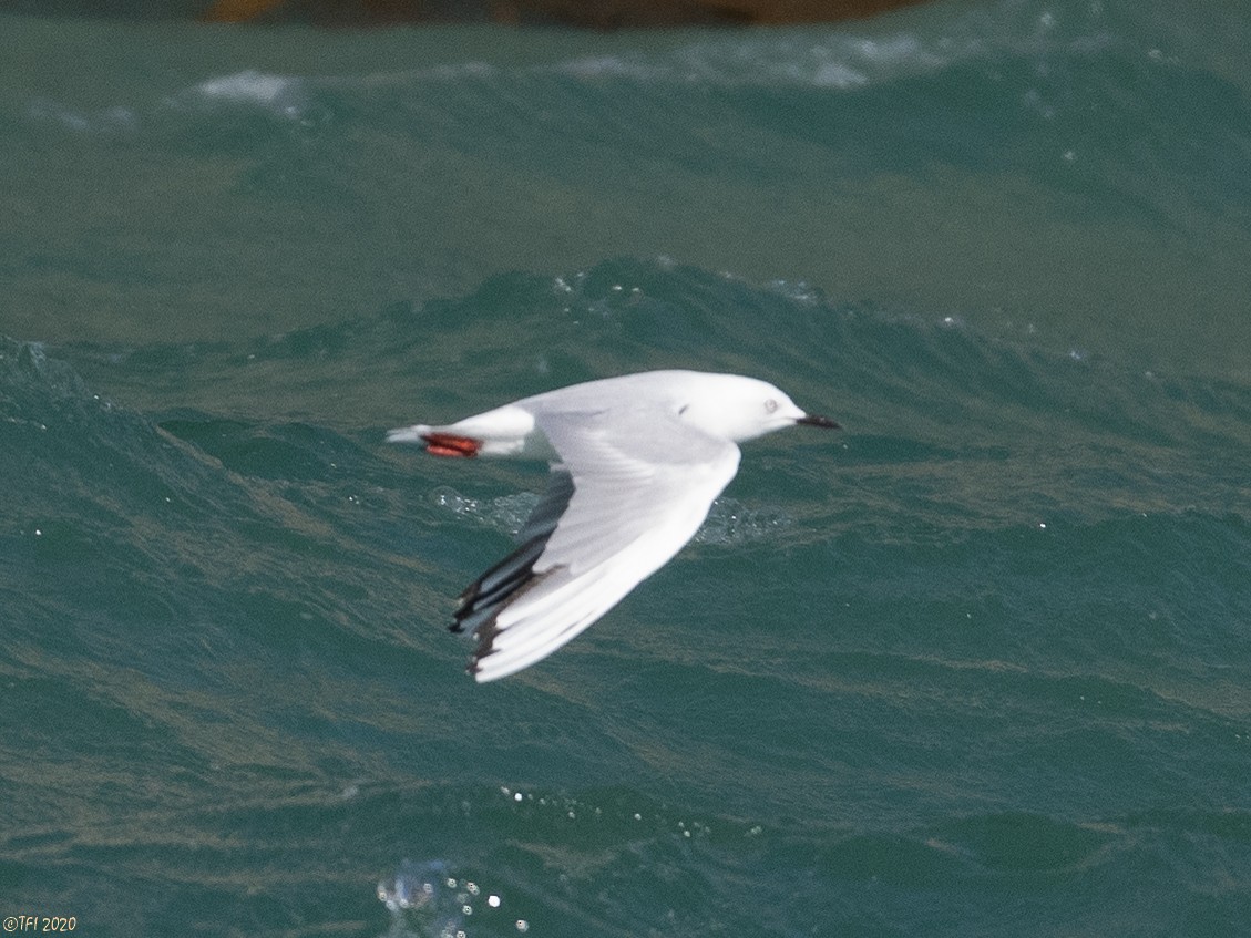 Black-billed Gull - ML315974961