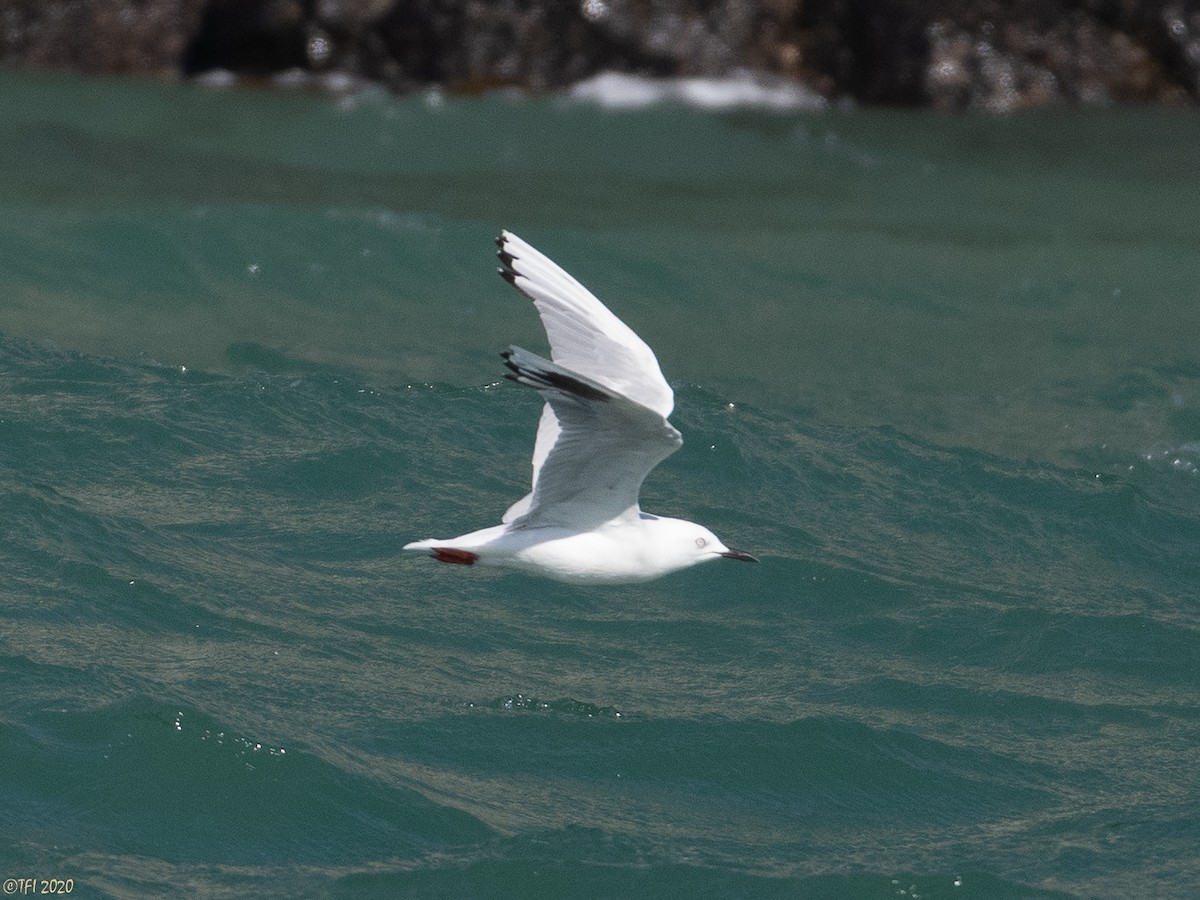 Black-billed Gull - ML315974971