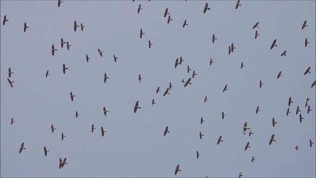 Levant Sparrowhawk - ML315976121