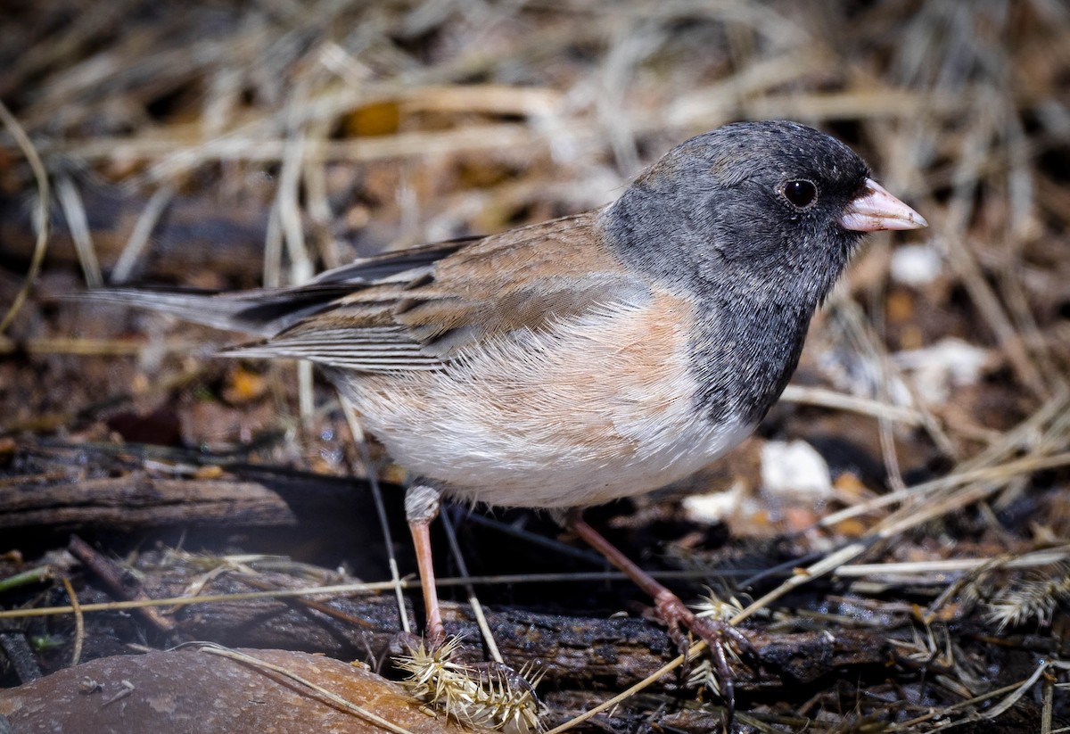 Dark-eyed Junco (Oregon) - ML315977831