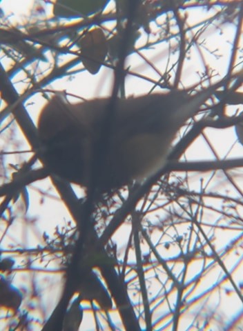 Cedar Waxwing - Teresa Super