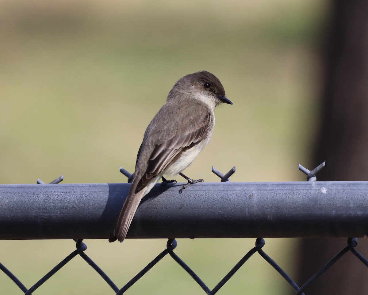 Eastern Phoebe - ML315980601