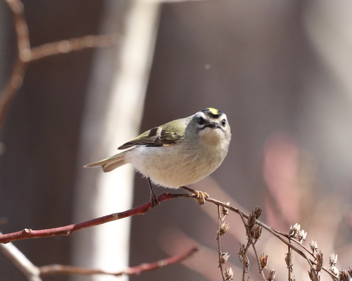 Golden-crowned Kinglet - ML315980811