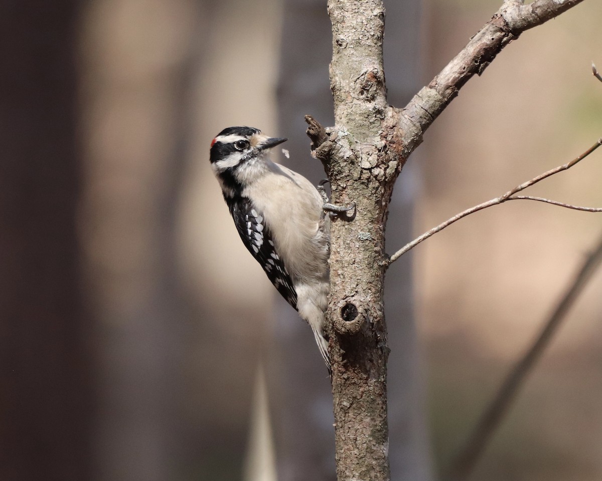 Downy Woodpecker - ML315981591