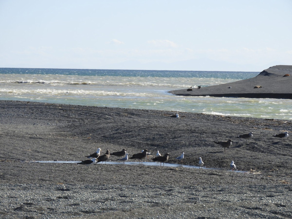 Kelp Gull - Rowena  West