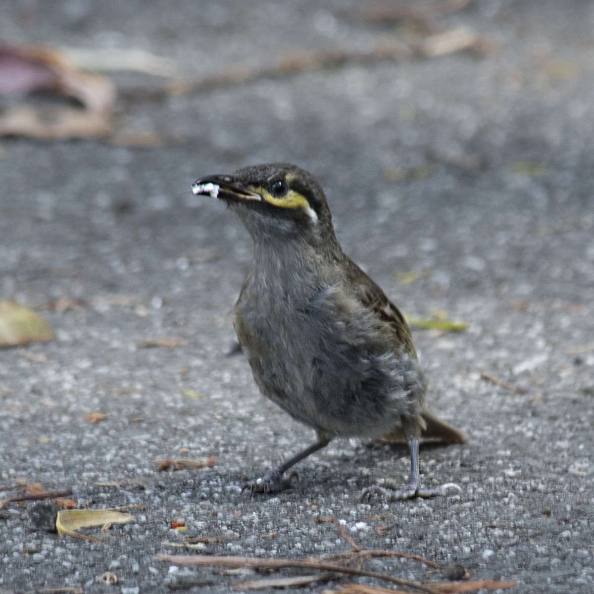 Yellow-faced Honeyeater - ML315982981